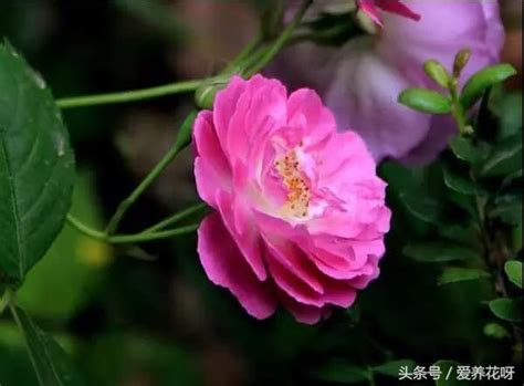 薔薇種植|薔薇的栽培照護方法